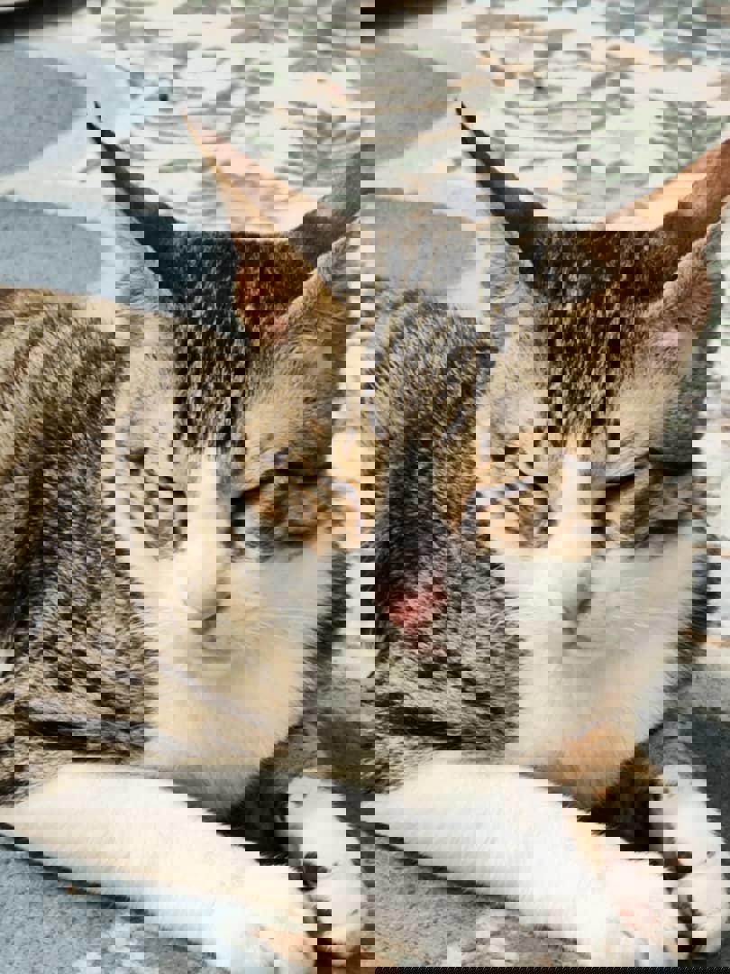 تصویر کانال