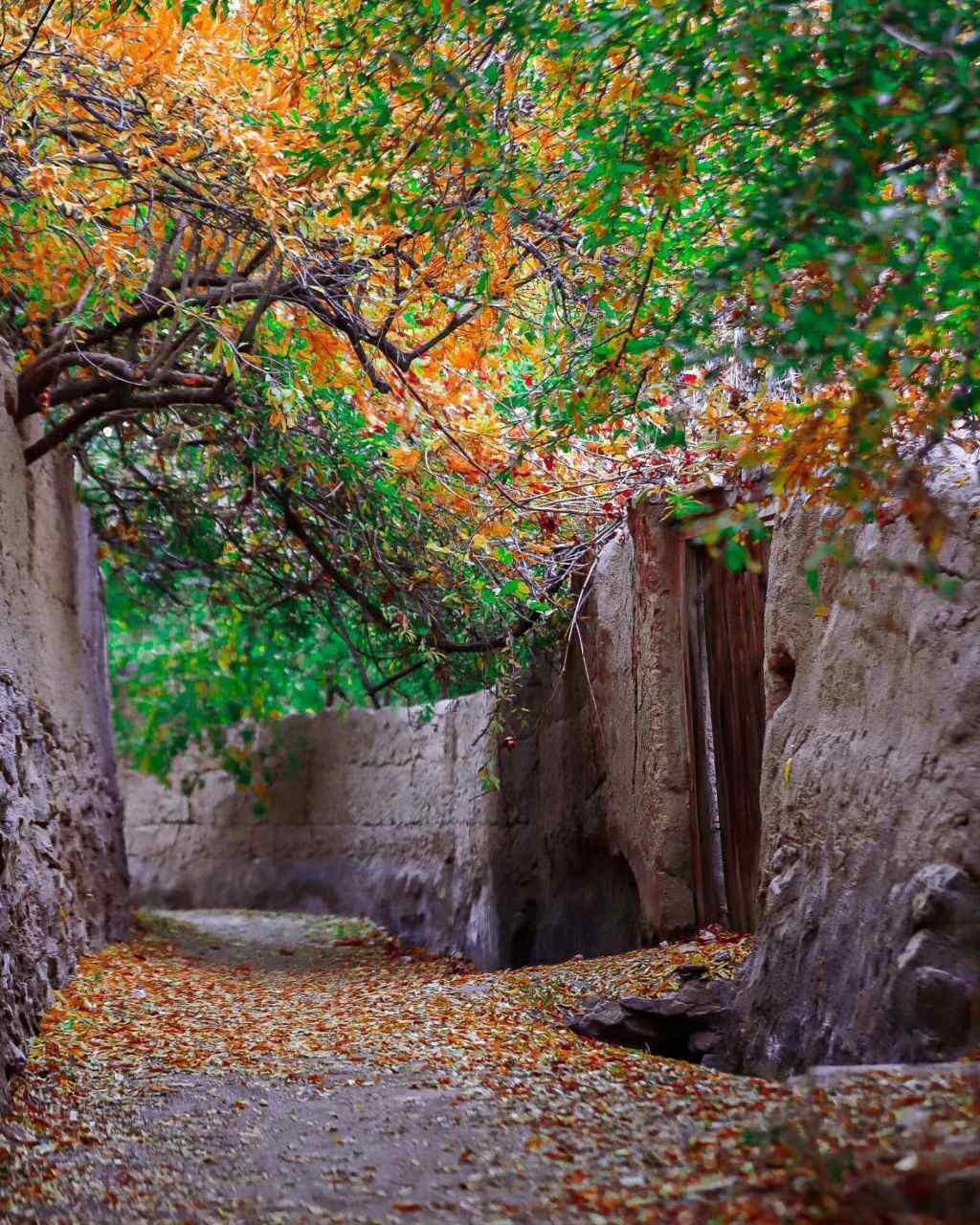  یک قدم مانده که پاییز به یغما برود 