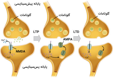 سیناپس تحریکی۱