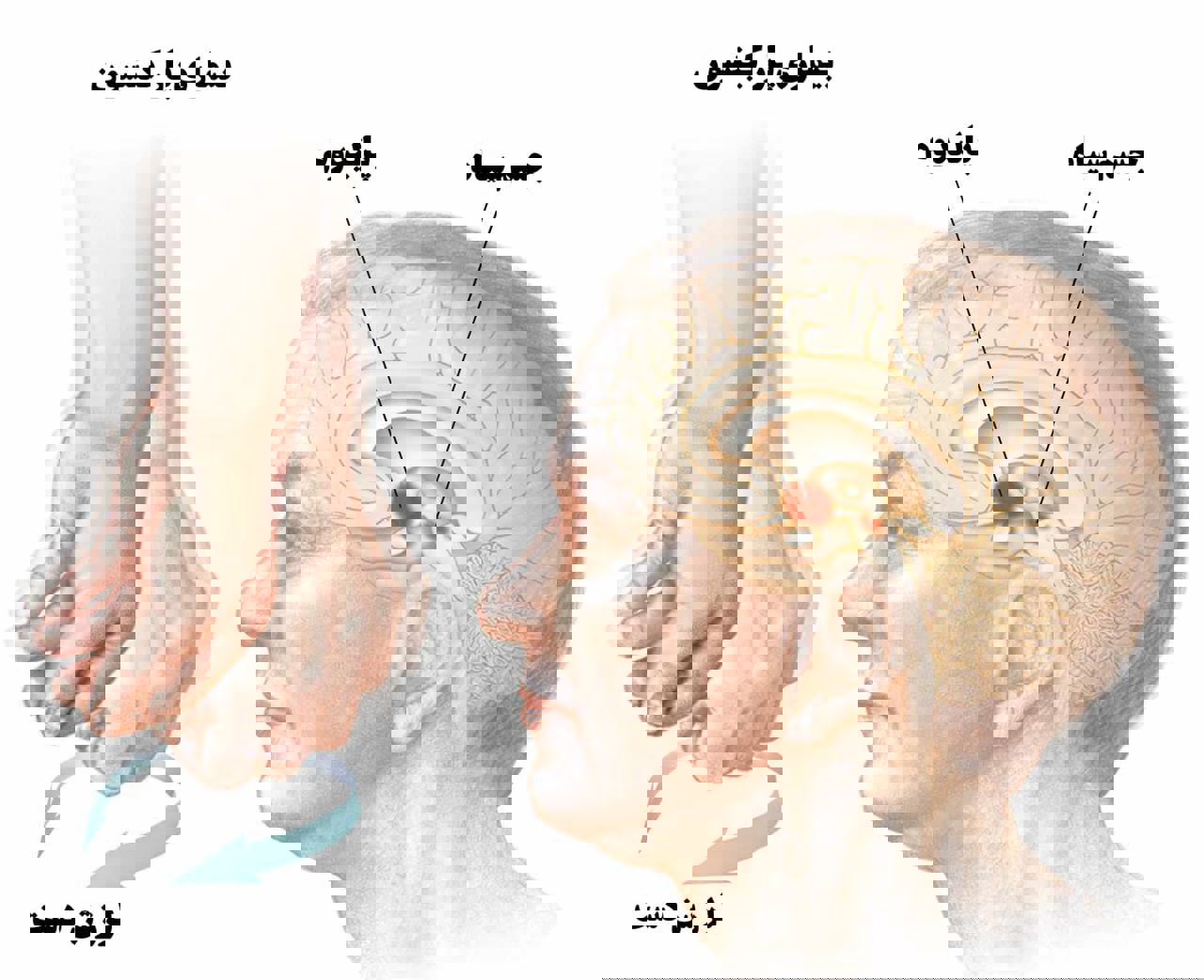وقتی بدن آرام میشود