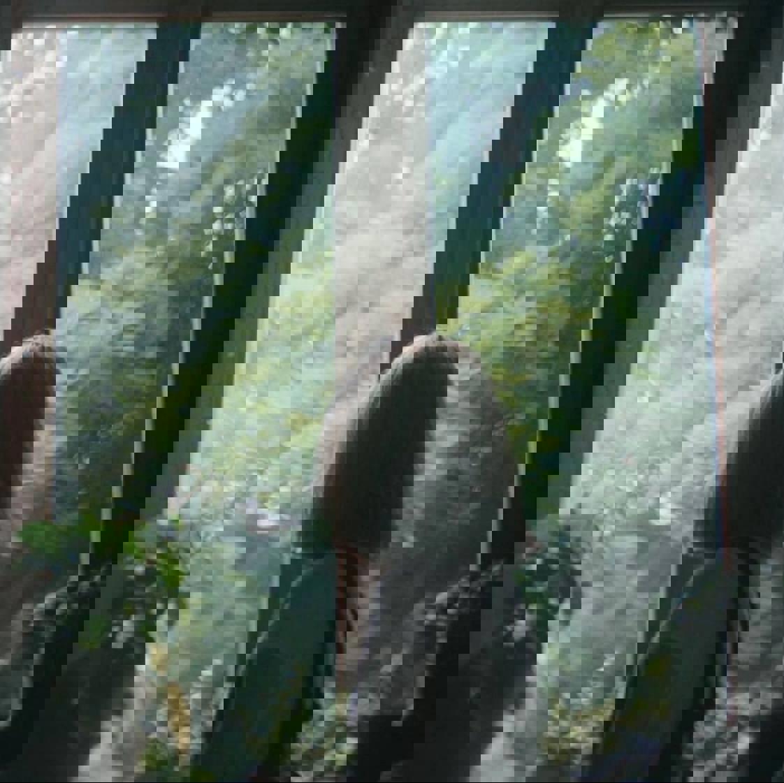 پادکست_جنگل