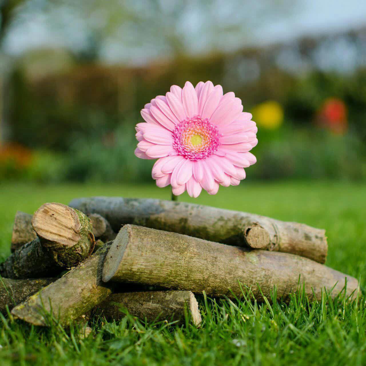 معنای امید_واژه ای که هنوز جرأت کرده بماند