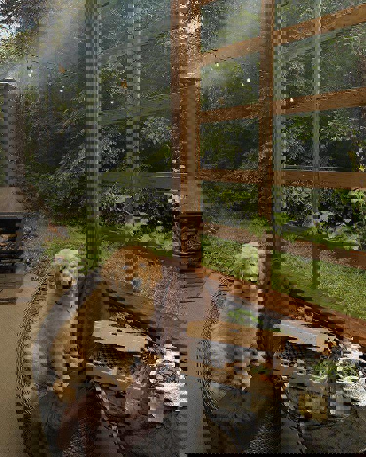 سایه های سبز 